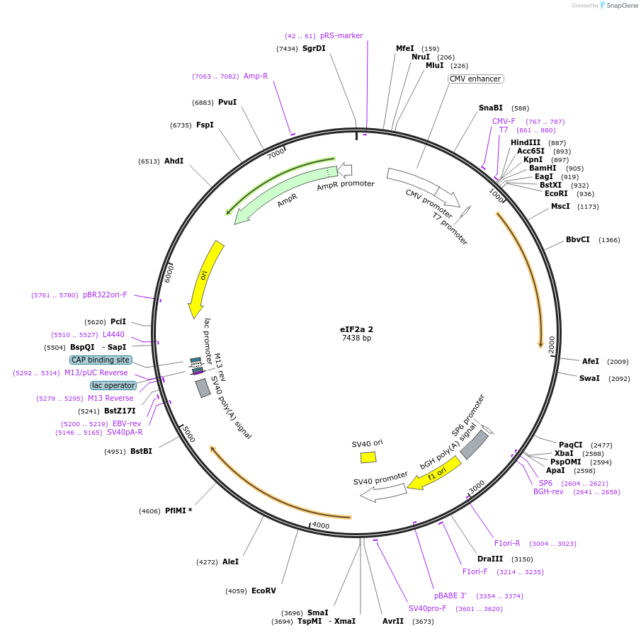 21808-plasmid-map-sequence-id-229779