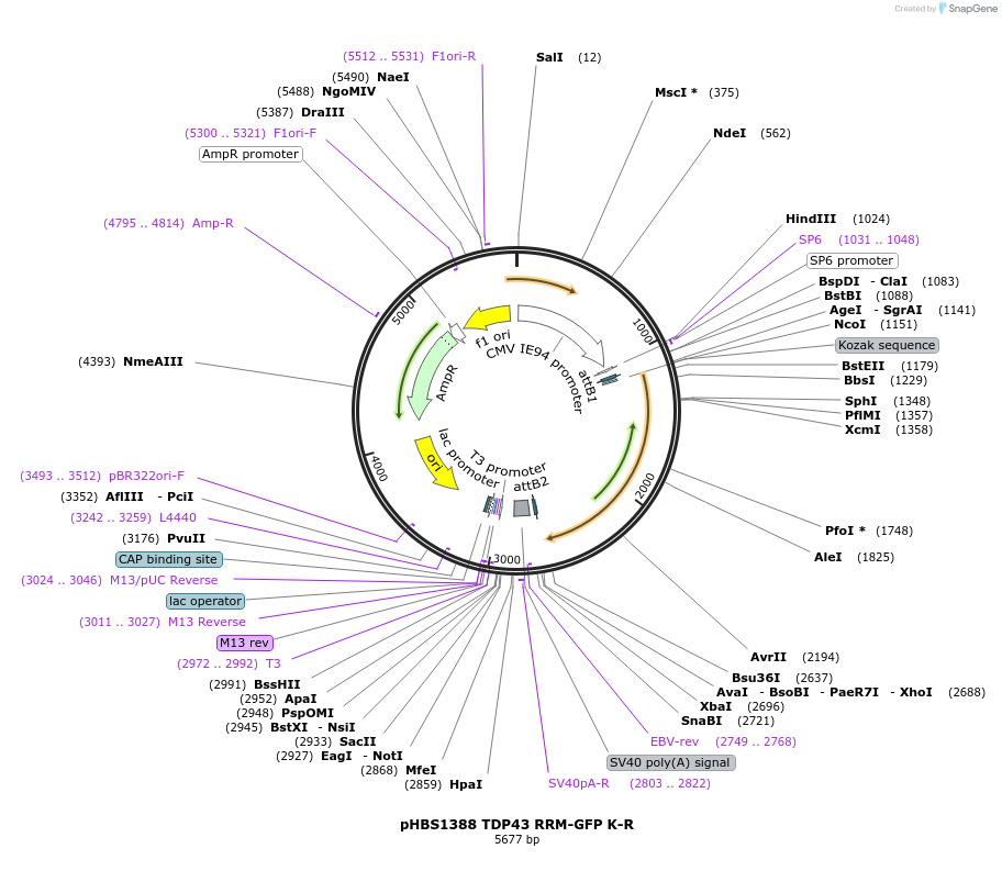 118796-plasmid-map-sequence-id-229819