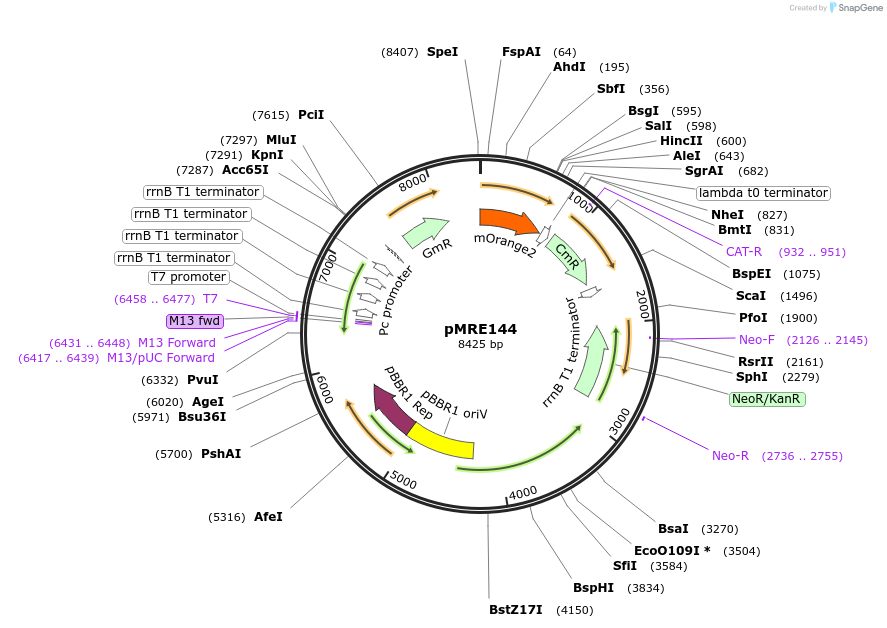118496-plasmid-map-sequence-id-229820