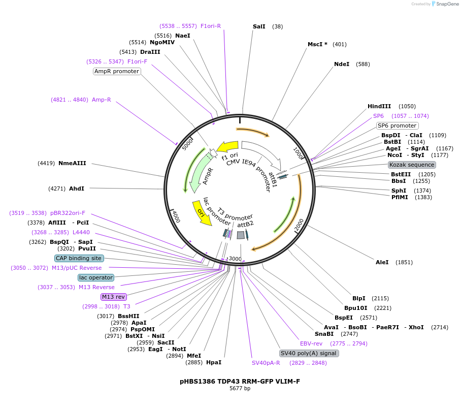 118794-plasmid-map-sequence-id-229822