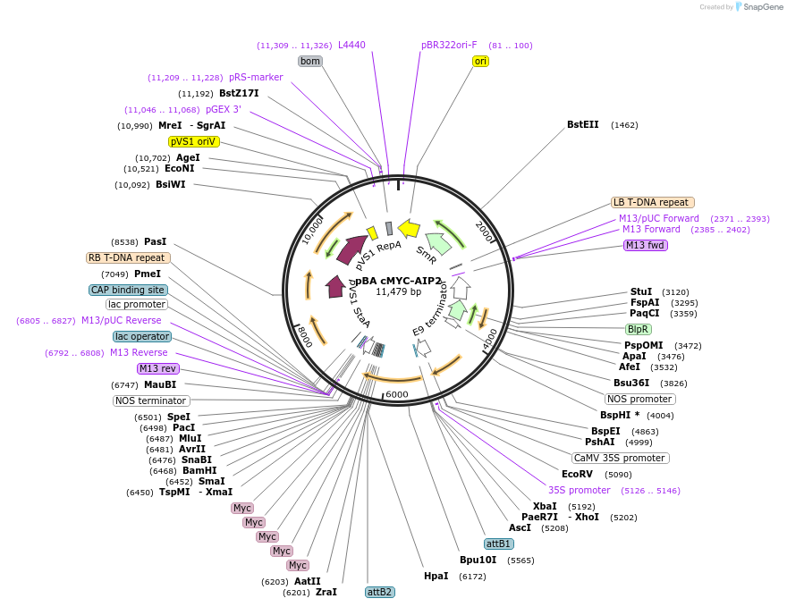 118667-plasmid-map-sequence-id-229823