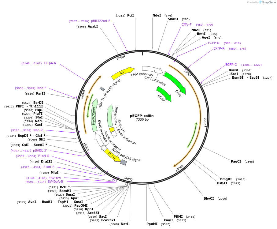 36906-plasmid-map-sequence-id-229824
