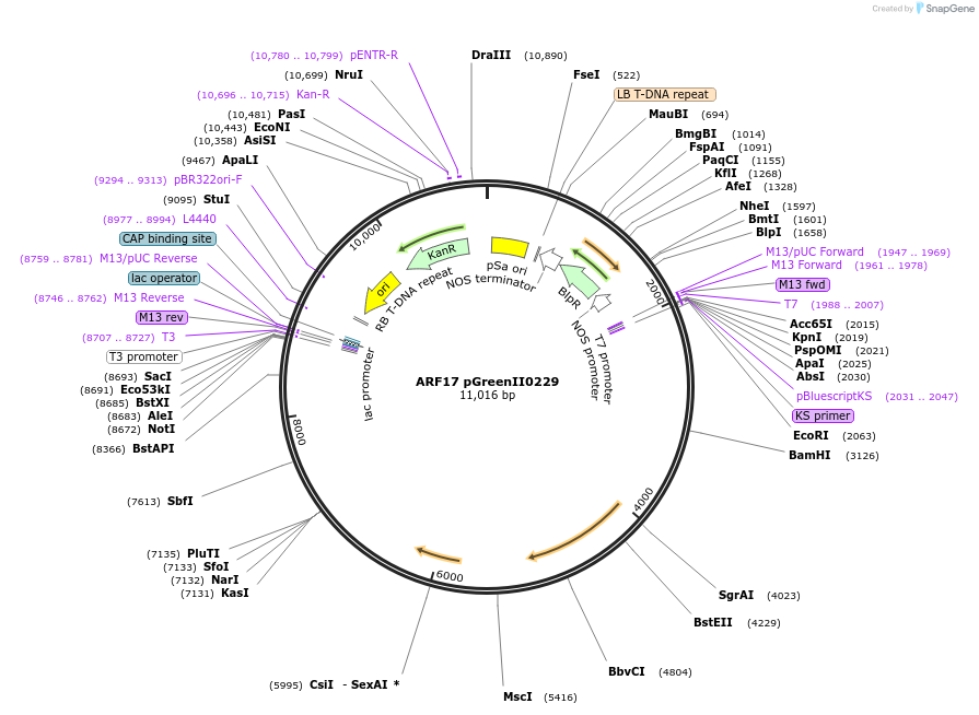 12070-plasmid-map-sequence-id-229827