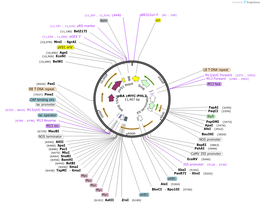 118669-plasmid-map-sequence-id-229829