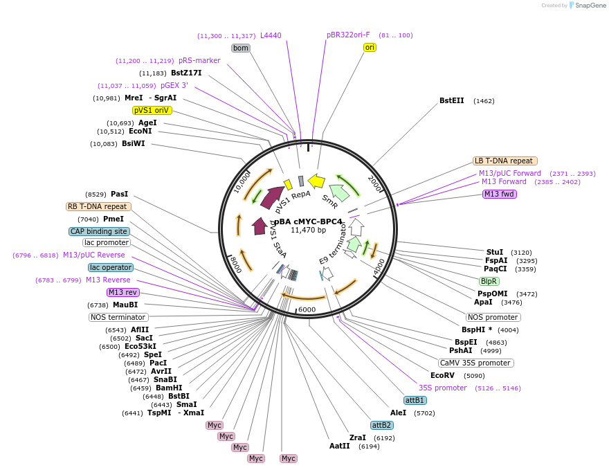 118668-plasmid-map-sequence-id-229830