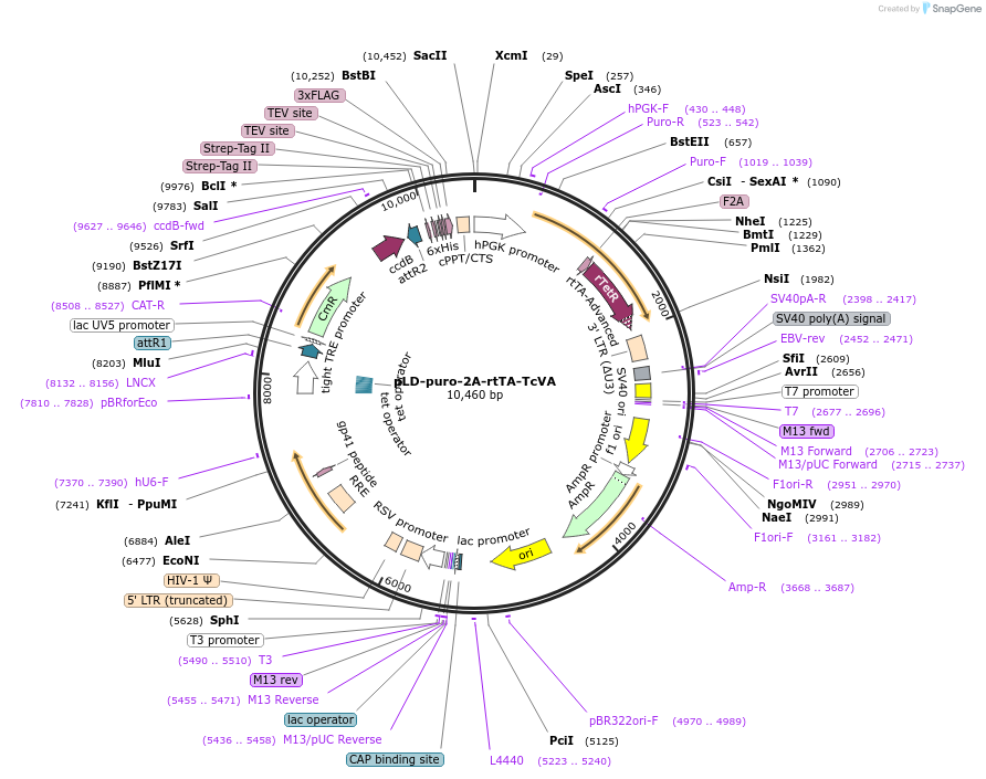 24592-plasmid-map-sequence-id-229831