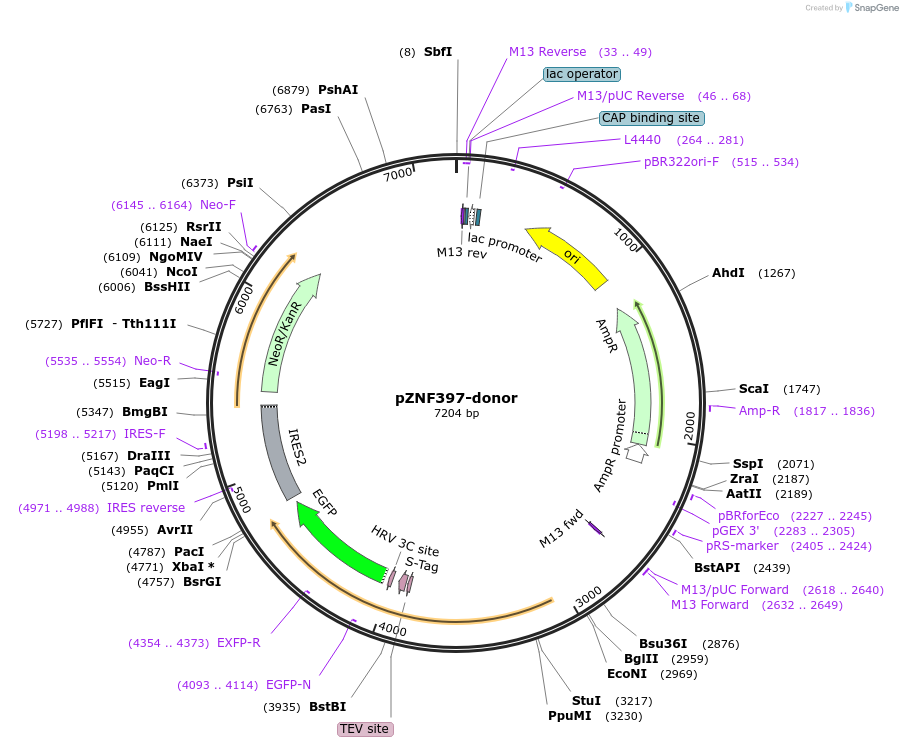 112381-plasmid-map-sequence-id-229833