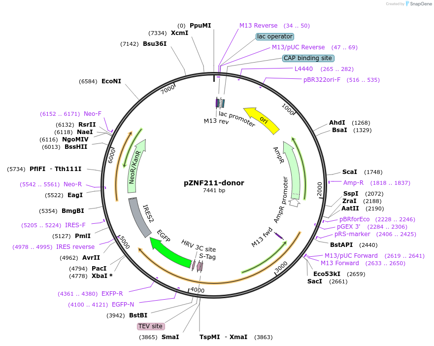 112382-plasmid-map-sequence-id-229835