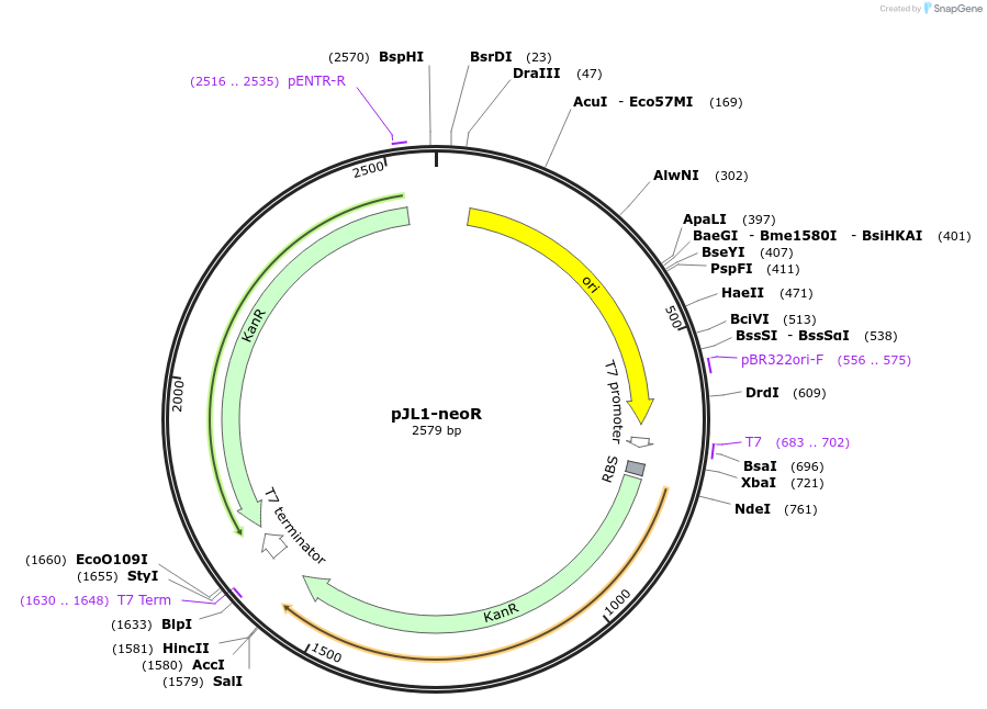 117048-plasmid-map-sequence-id-229836