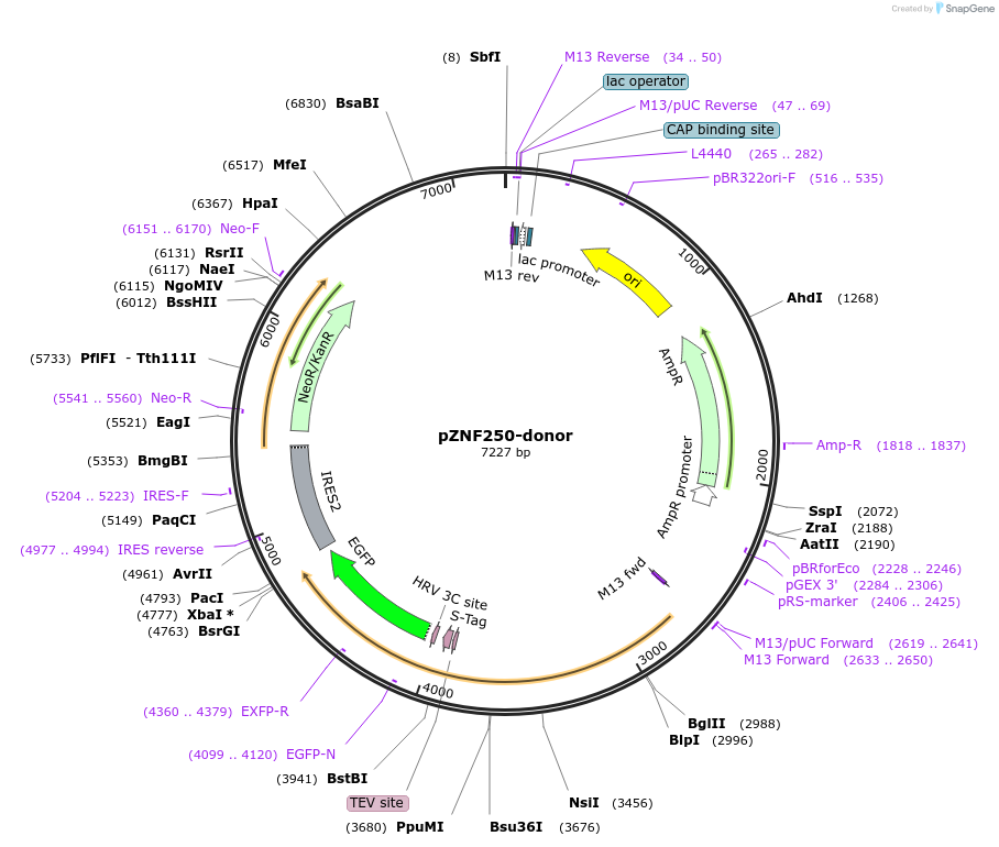 112383-plasmid-map-sequence-id-229838