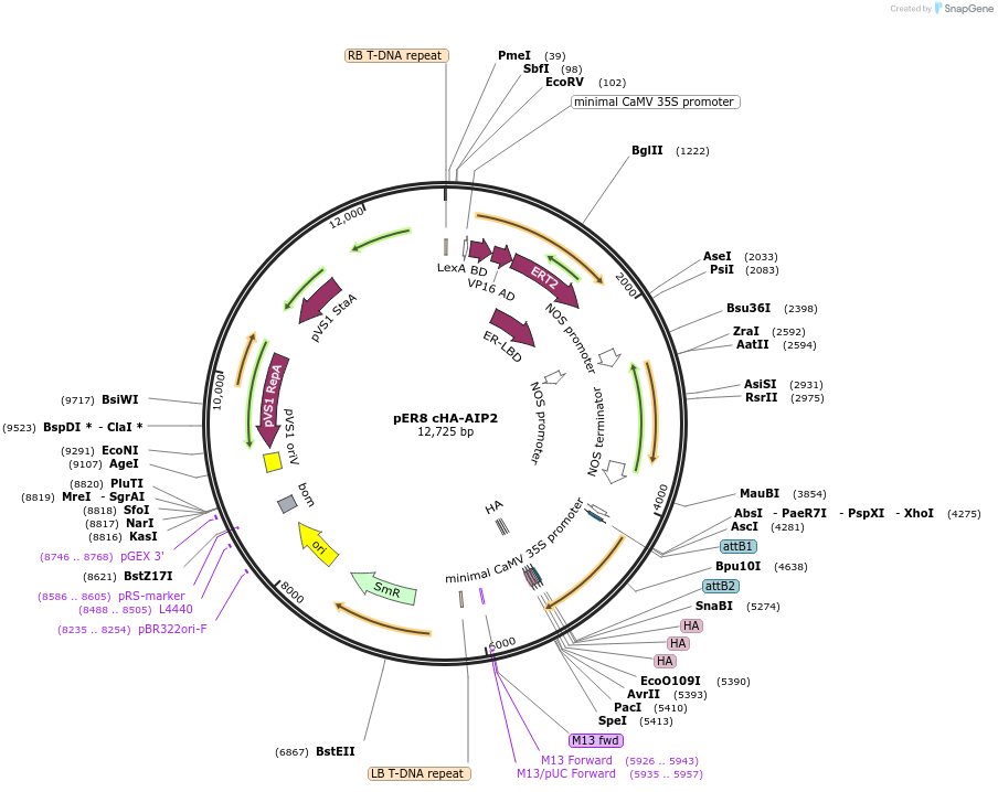 118687-plasmid-map-sequence-id-229846