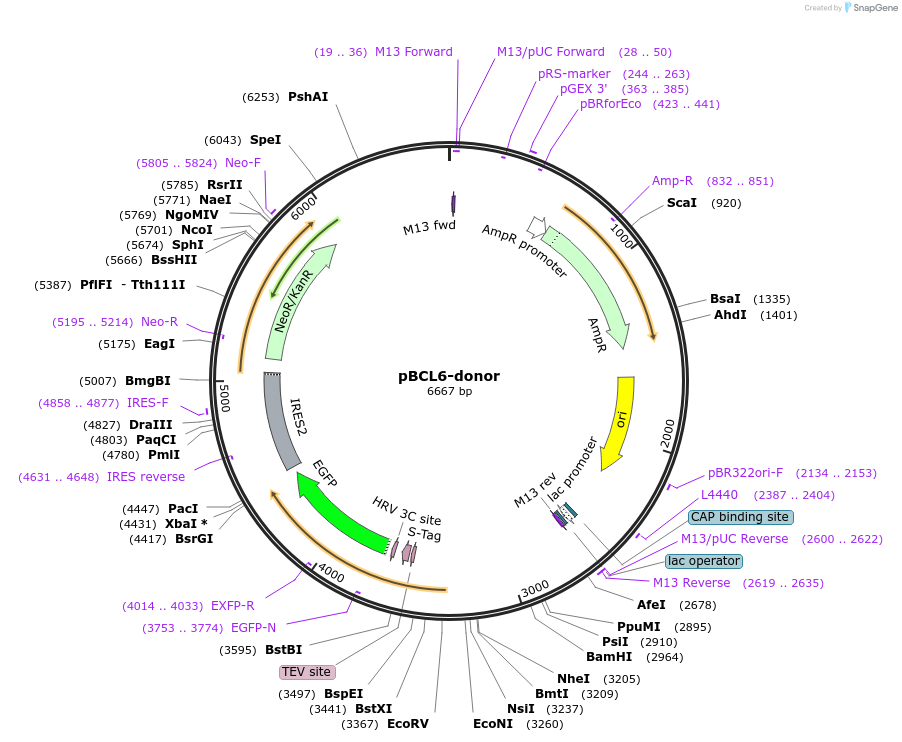 112389-plasmid-map-sequence-id-229853