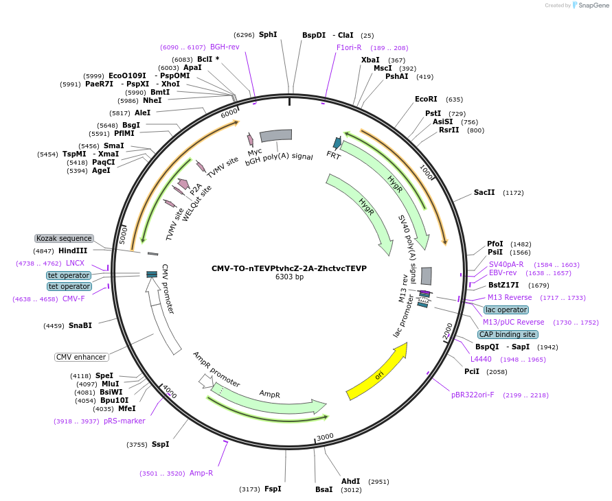 116064-plasmid-map-sequence-id-229870