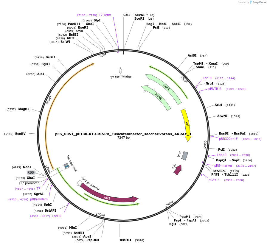 116963-plasmid-map-sequence-id-229878