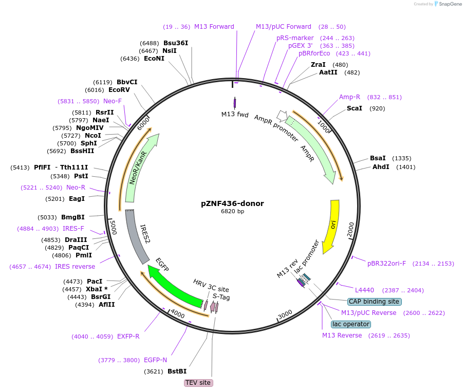 113800-plasmid-map-sequence-id-229883
