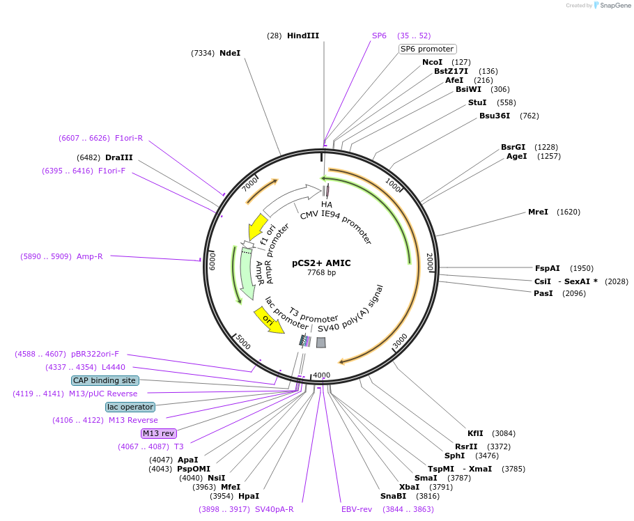 118420-plasmid-map-sequence-id-229884