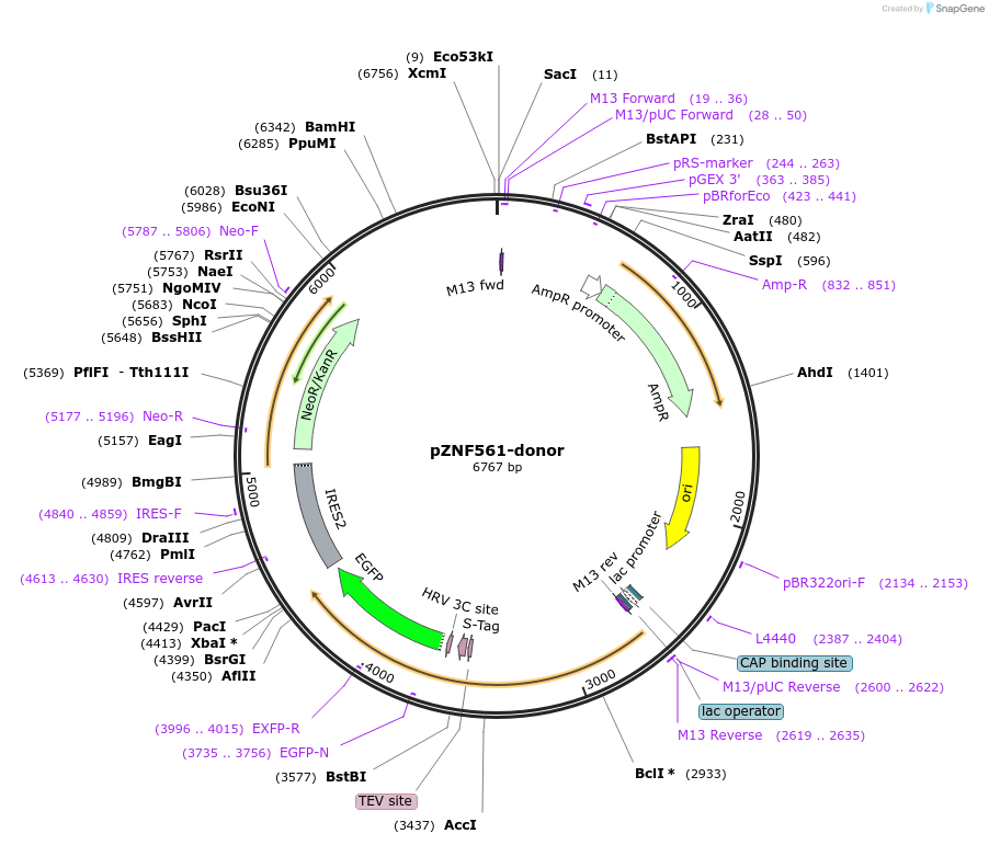 113801-plasmid-map-sequence-id-229885