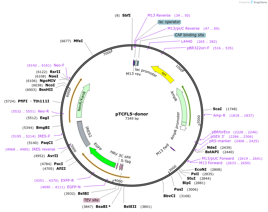 113808-plasmid-map-sequence-id-229886