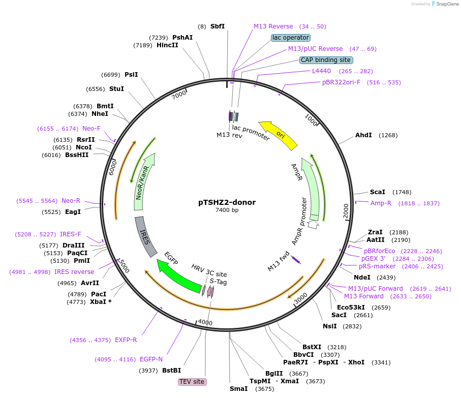 113810-plasmid-map-sequence-id-229895