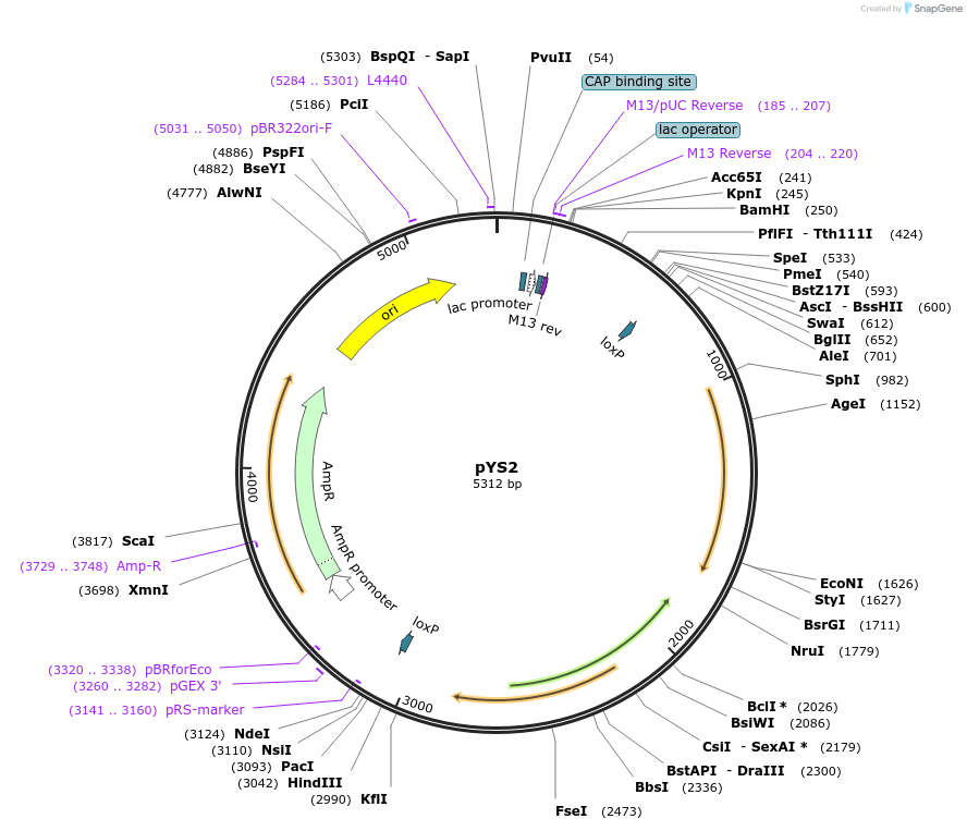 117490-plasmid-map-sequence-id-229899