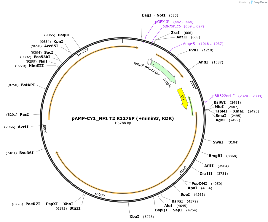 119203-plasmid-map-sequence-id-229908