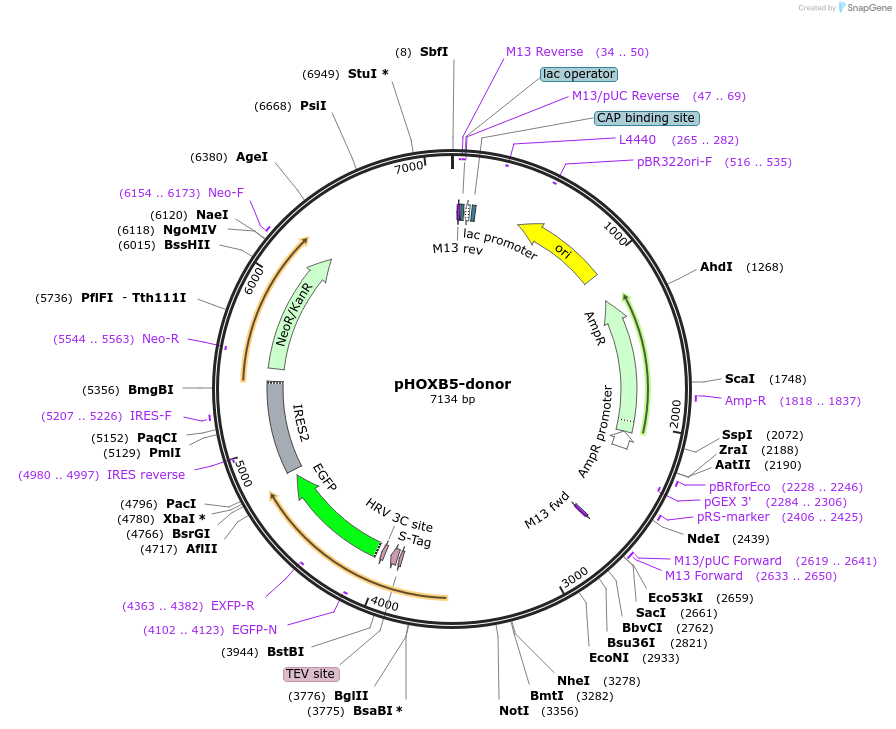 113815-plasmid-map-sequence-id-229913
