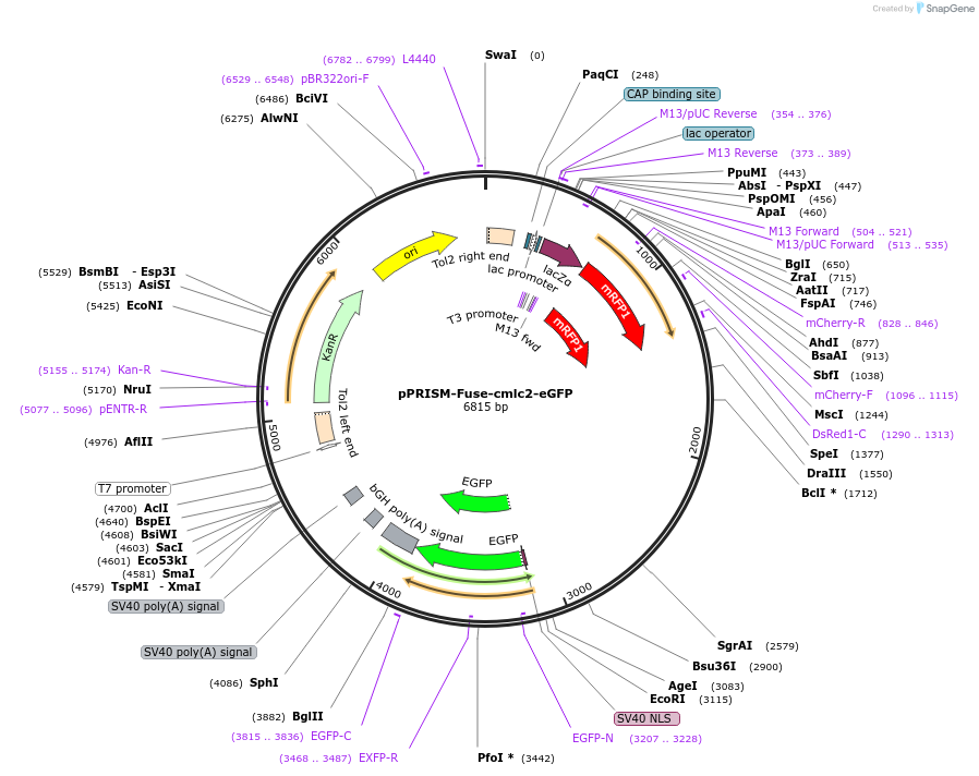 117788-plasmid-map-sequence-id-229916