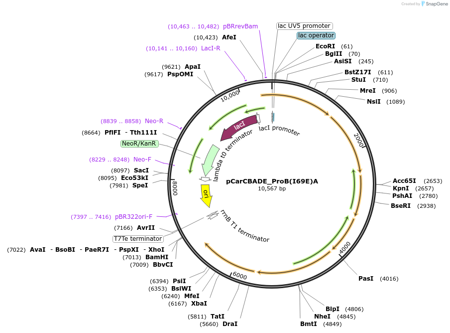 117756-plasmid-map-sequence-id-230175