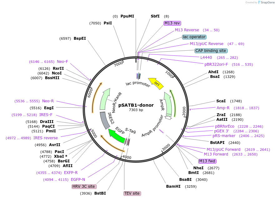 113818-plasmid-map-sequence-id-230185