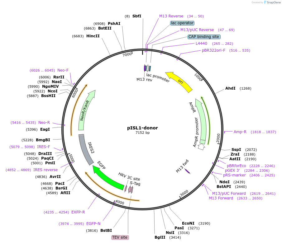 113820-plasmid-map-sequence-id-230188