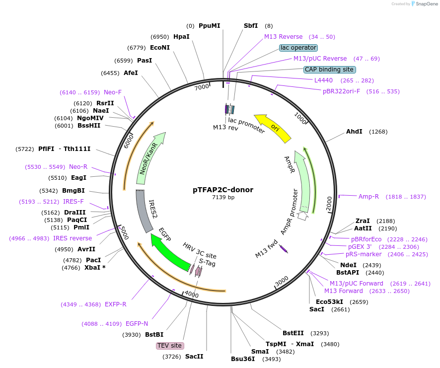 113824-plasmid-map-sequence-id-230196