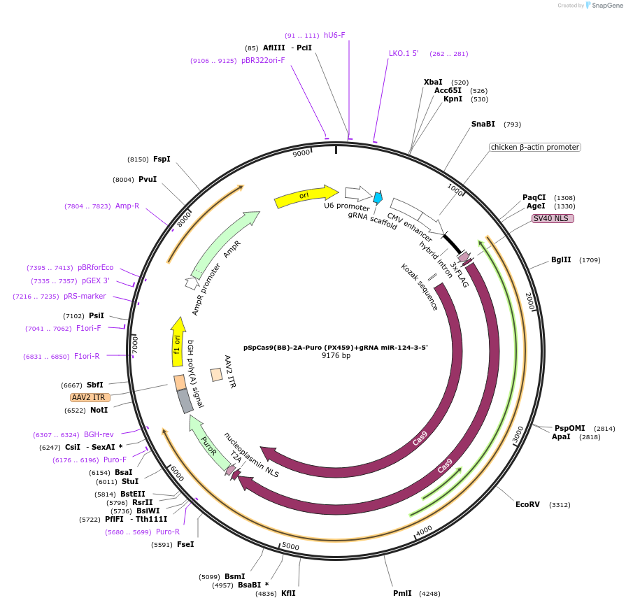 117323-plasmid-map-sequence-id-230197