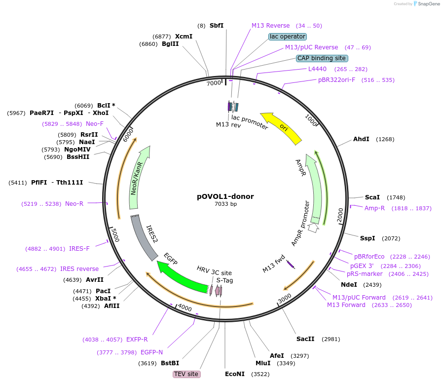 113826-plasmid-map-sequence-id-230200