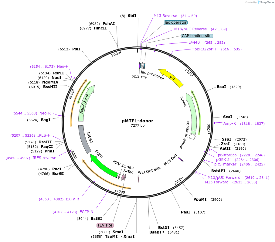 113829-plasmid-map-sequence-id-230210