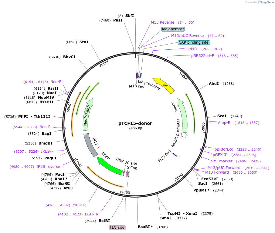 113830-plasmid-map-sequence-id-230211