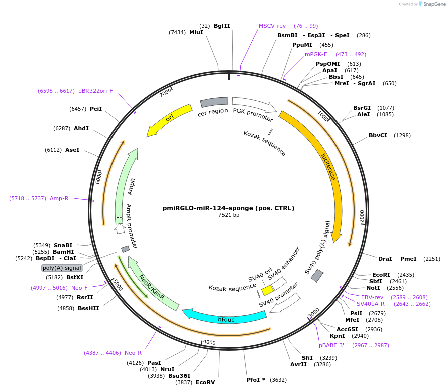 117327-plasmid-map-sequence-id-230214