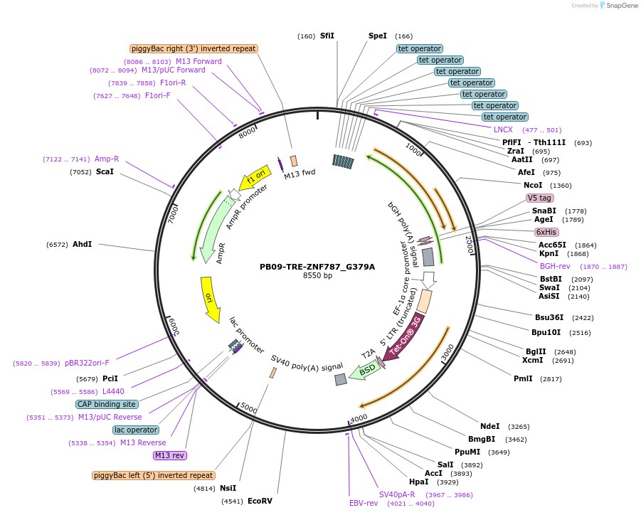 117320-plasmid-map-sequence-id-230215