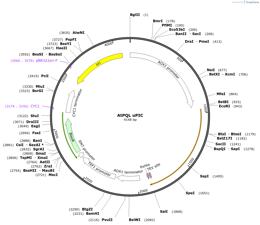 117896-plasmid-map-sequence-id-230230