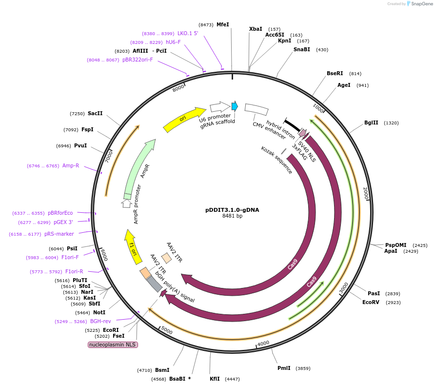 112396-plasmid-map-sequence-id-230243
