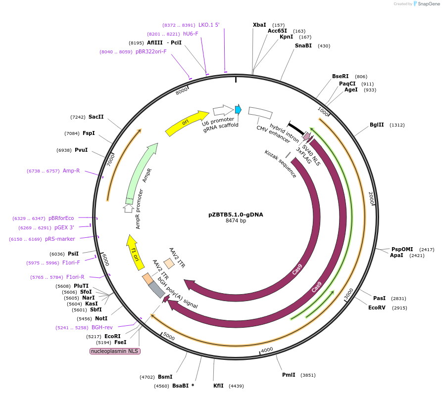 112399-plasmid-map-sequence-id-230250