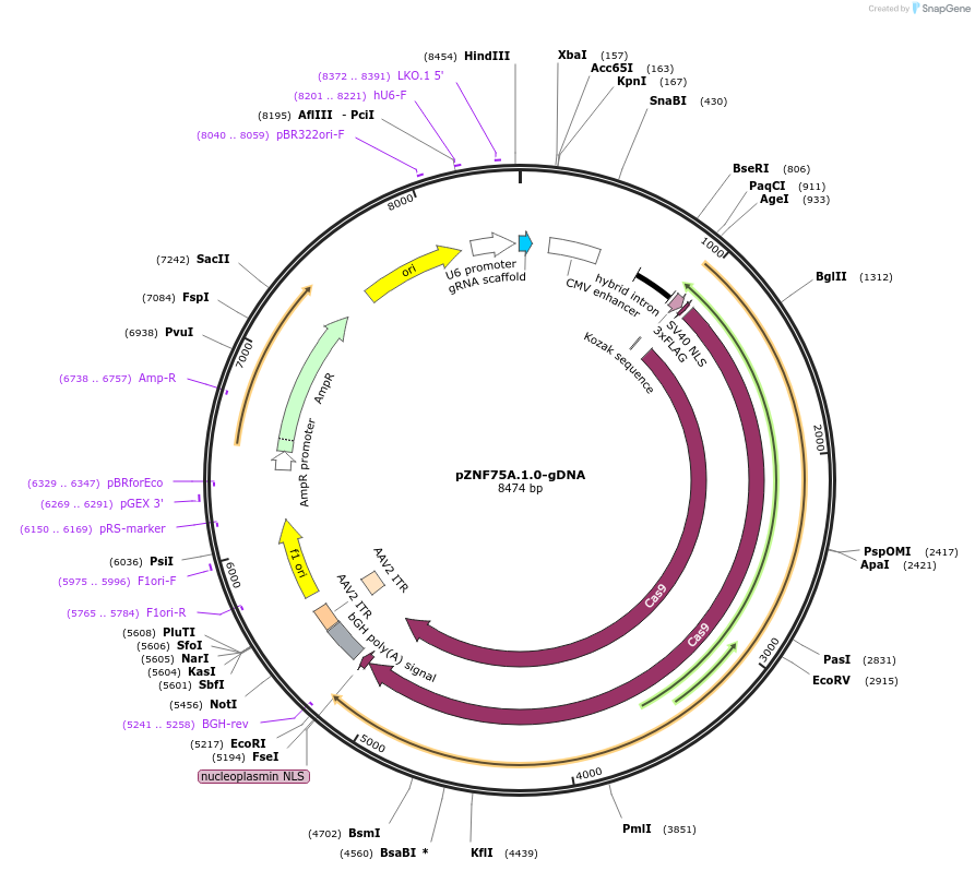 112403-plasmid-map-sequence-id-230258