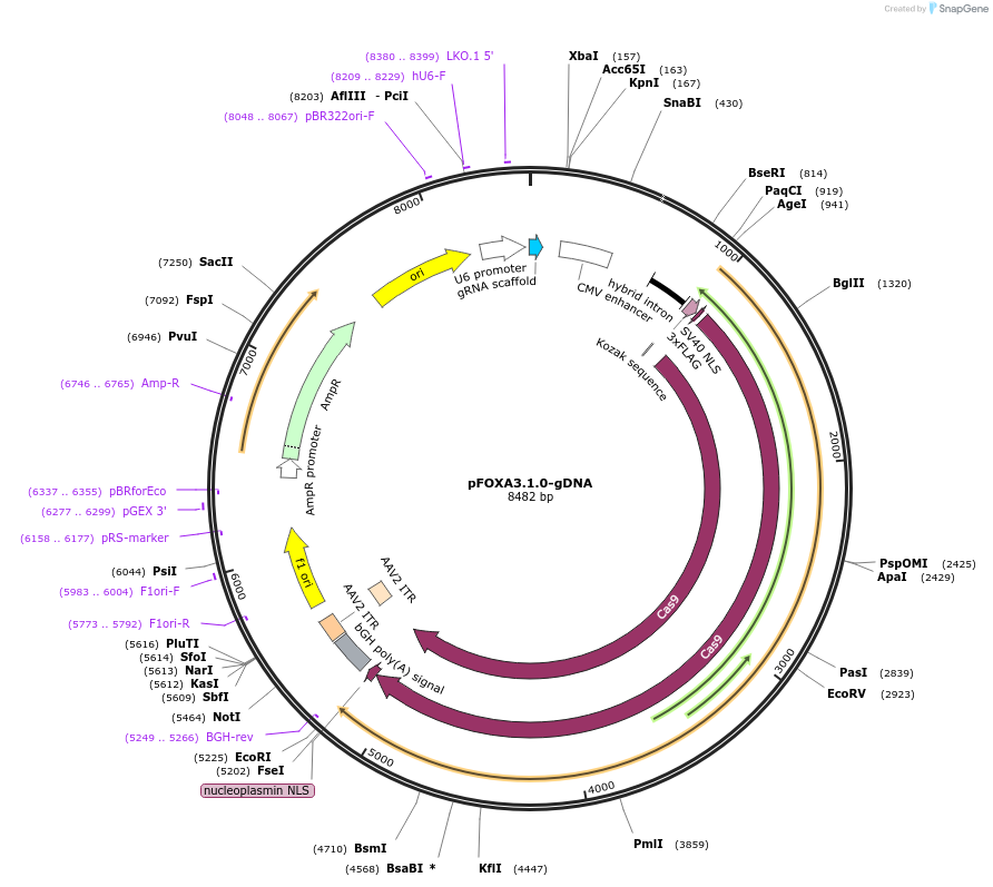 112417-plasmid-map-sequence-id-230296