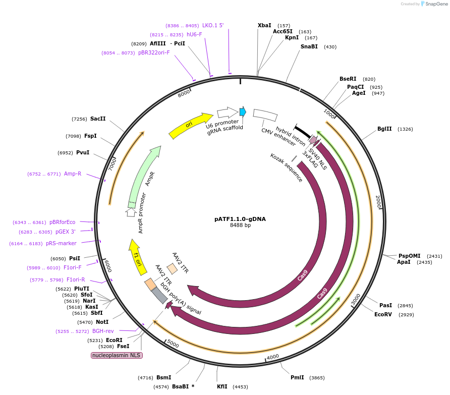 112424-plasmid-map-sequence-id-230304
