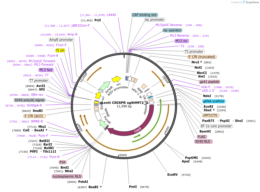 106310-plasmid-map-sequence-id-230319