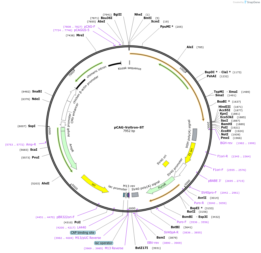 119034-plasmid-map-sequence-id-230359