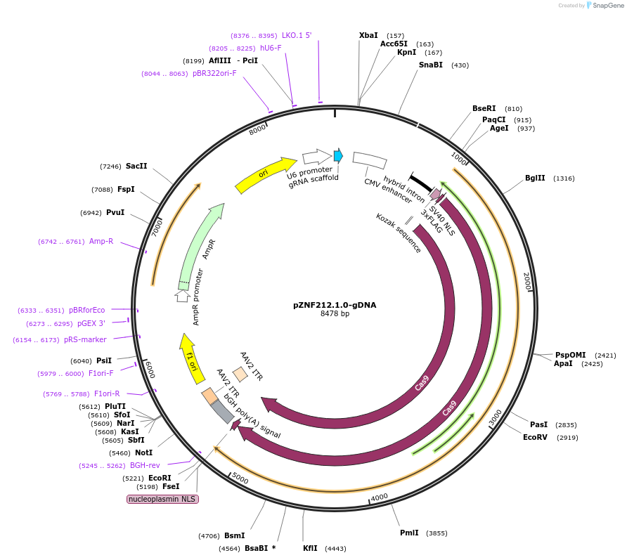 112427-plasmid-map-sequence-id-230361
