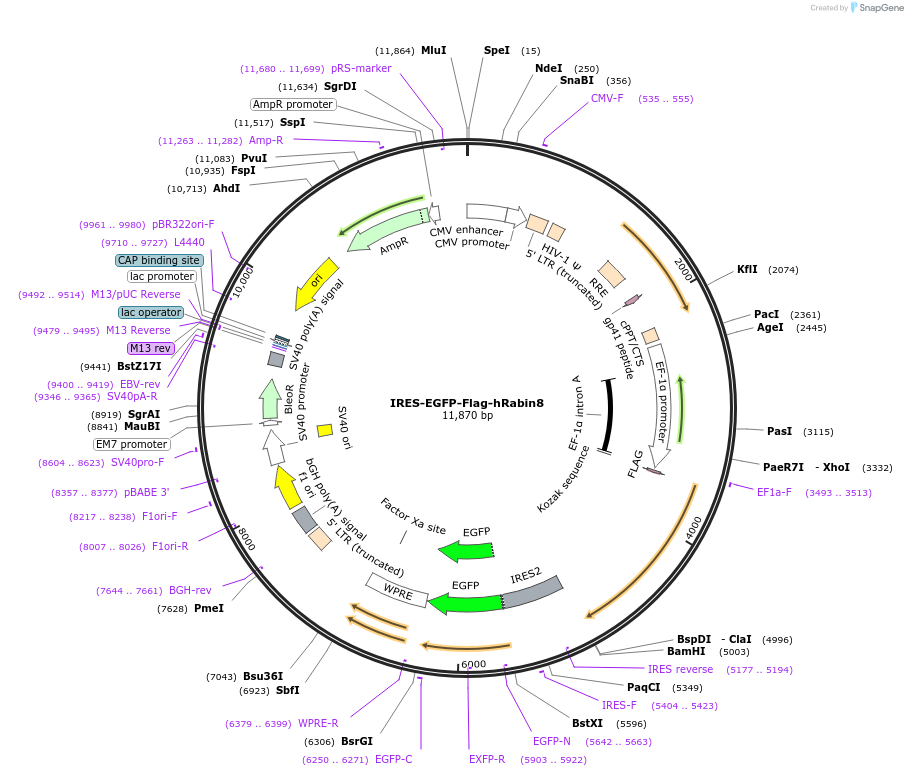 118073-plasmid-map-sequence-id-230364