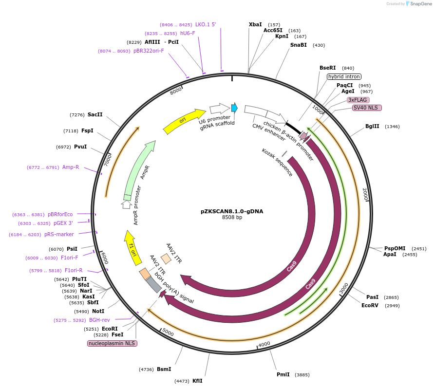 112430-plasmid-map-sequence-id-230367