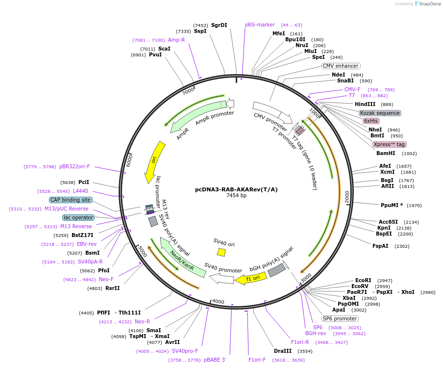 118479-plasmid-map-sequence-id-230370