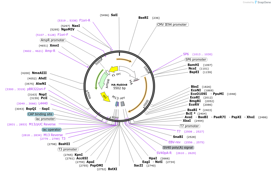 118071-plasmid-map-sequence-id-230371